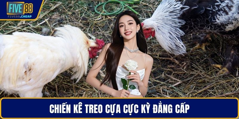 Chiến kê treo cựa cực kỳ đẳng cấp